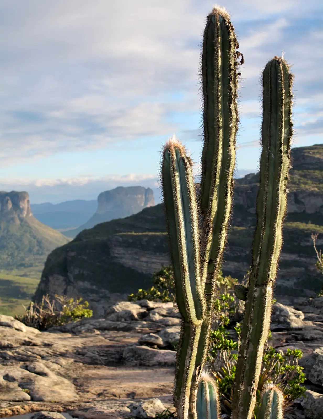 Cacto diante das serras da Chapada Diamantina