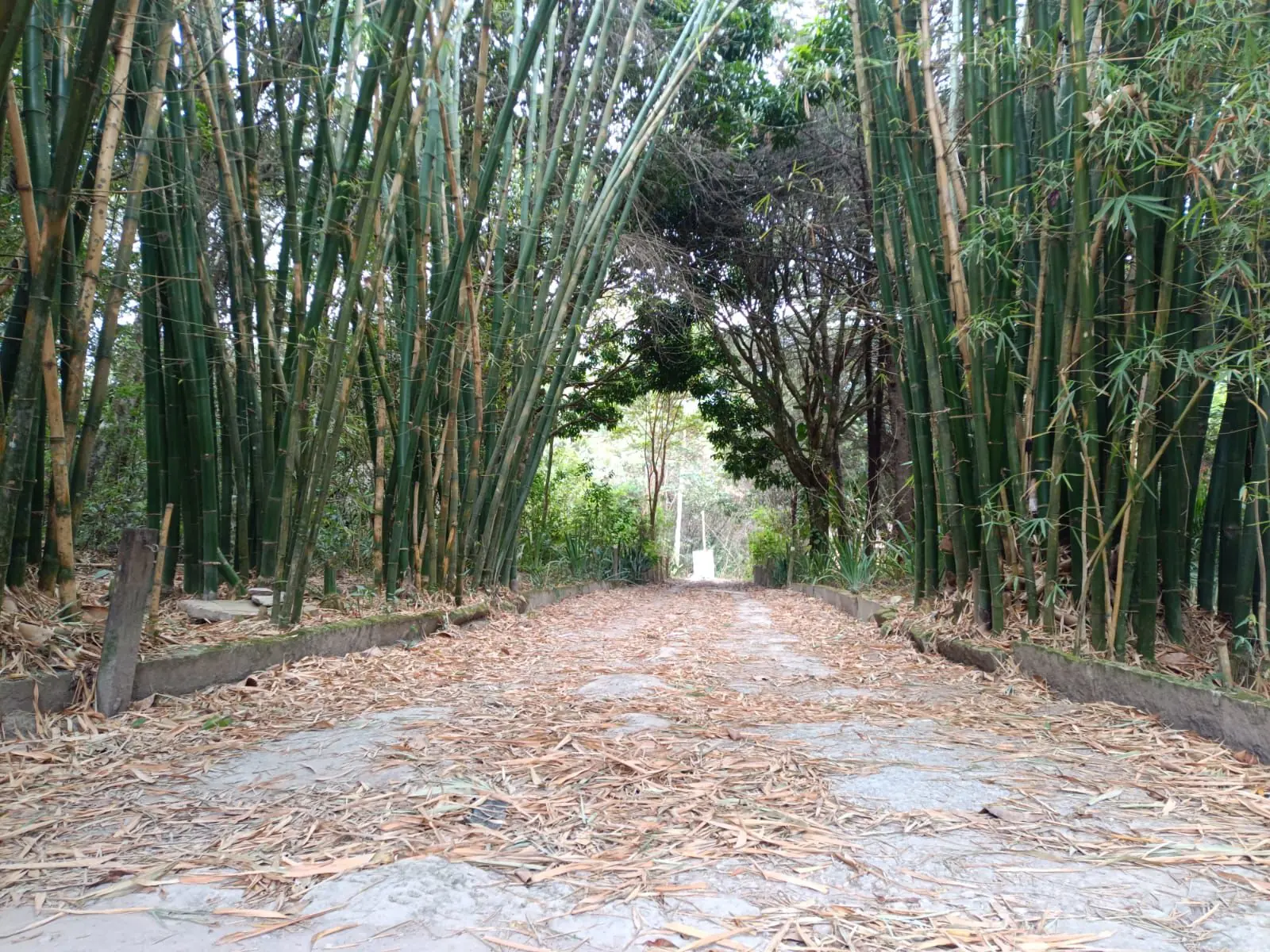 Caminho sombreado por bambuzal dentro da propriedade